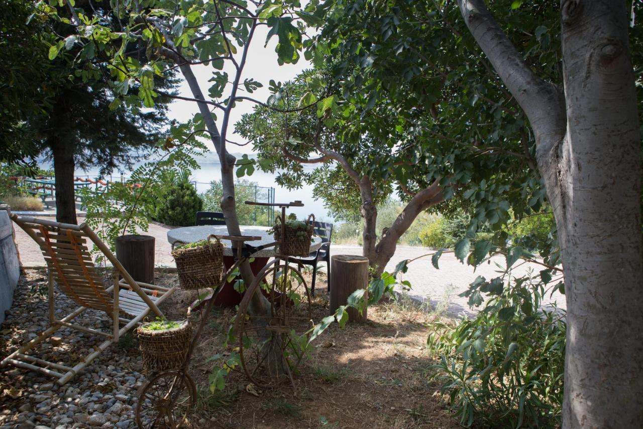 צזריקה Resort Haus Toma מראה חיצוני תמונה
